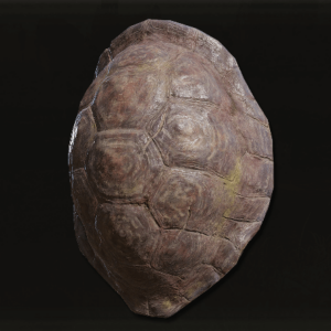 Great Turtle Shell